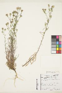 Dieteria canescens var. shastensis image