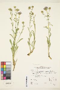 Dieteria canescens var. canescens image