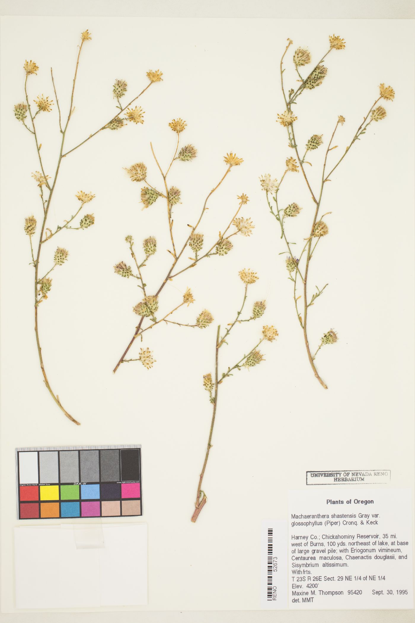 Dieteria canescens var. shastensis image