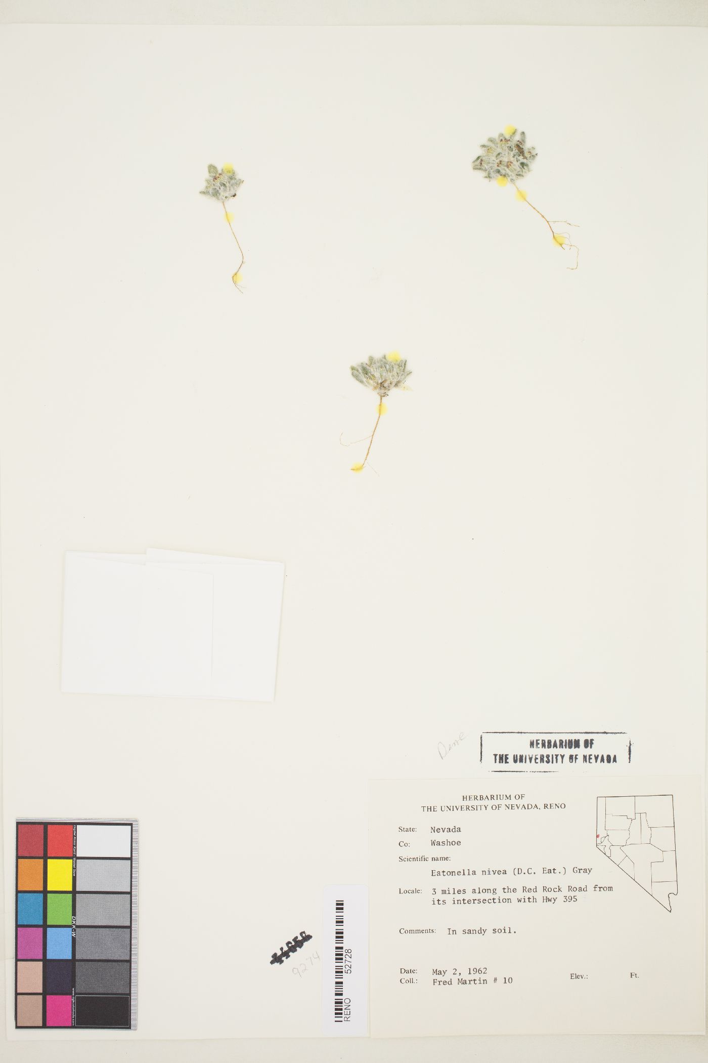 Eatonella nivea image