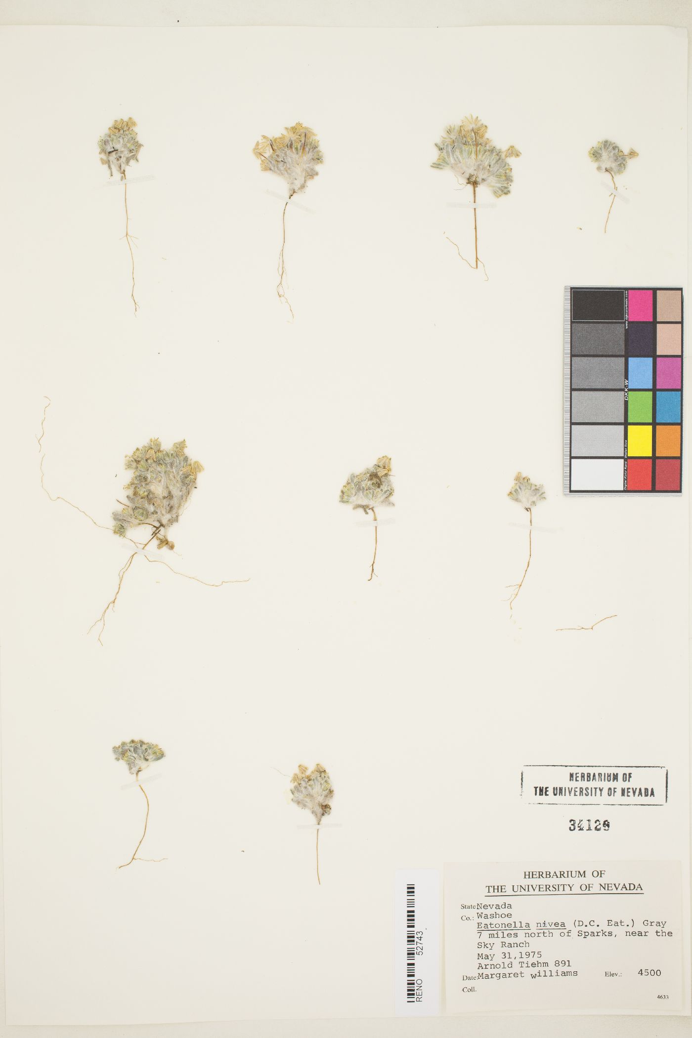 Eatonella nivea image