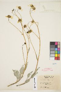 Encelia farinosa image