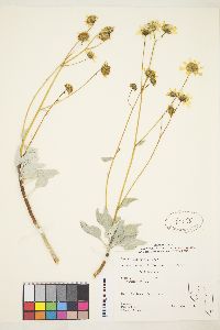 Encelia farinosa image