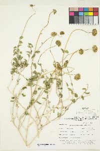 Encelia frutescens image