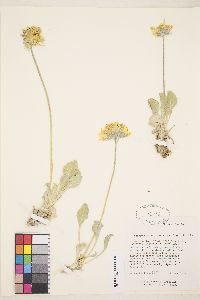 Enceliopsis nudicaulis var. nudicaulis image