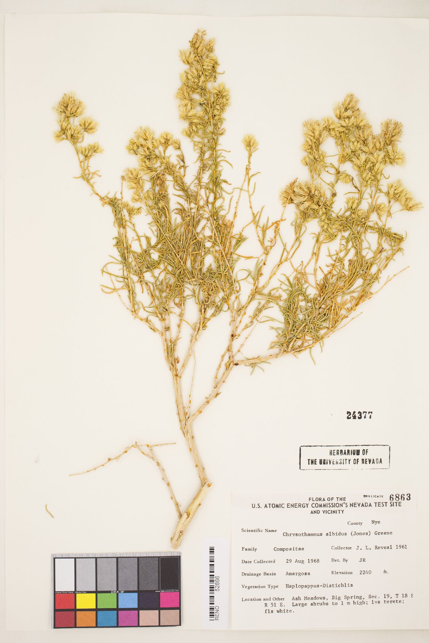 Ericameria albida image