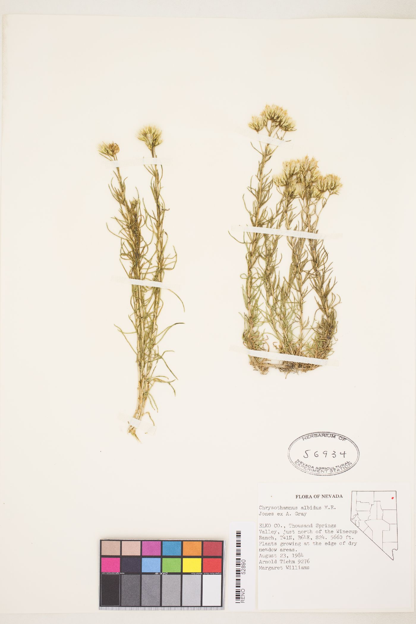 Ericameria albida image