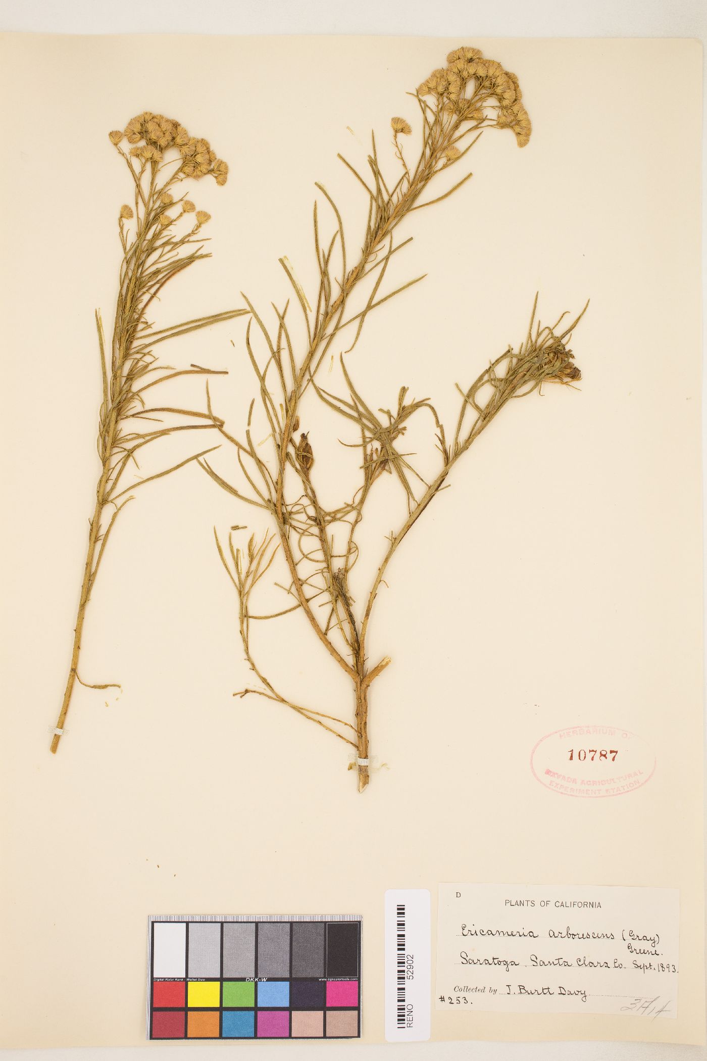 Ericameria arborescens image