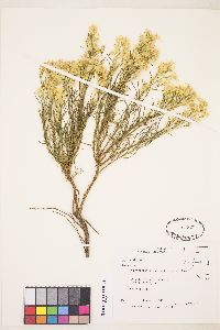 Ericameria bloomeri image