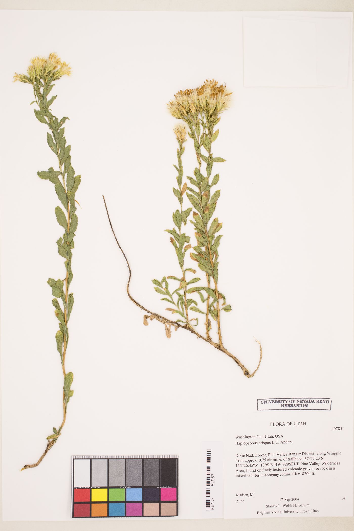 Ericameria crispa image
