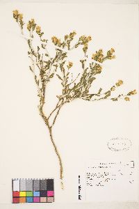 Ericameria discoidea image