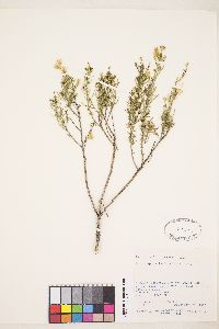 Ericameria laricifolia image