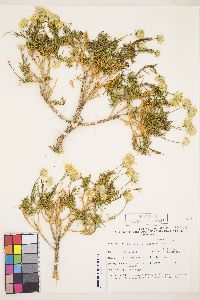 Ericameria linearifolia image