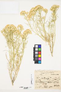 Ericameria nauseosa var. hololeuca image