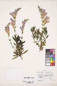 Penstemon fruticosus image