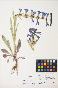 Penstemon speciosus image