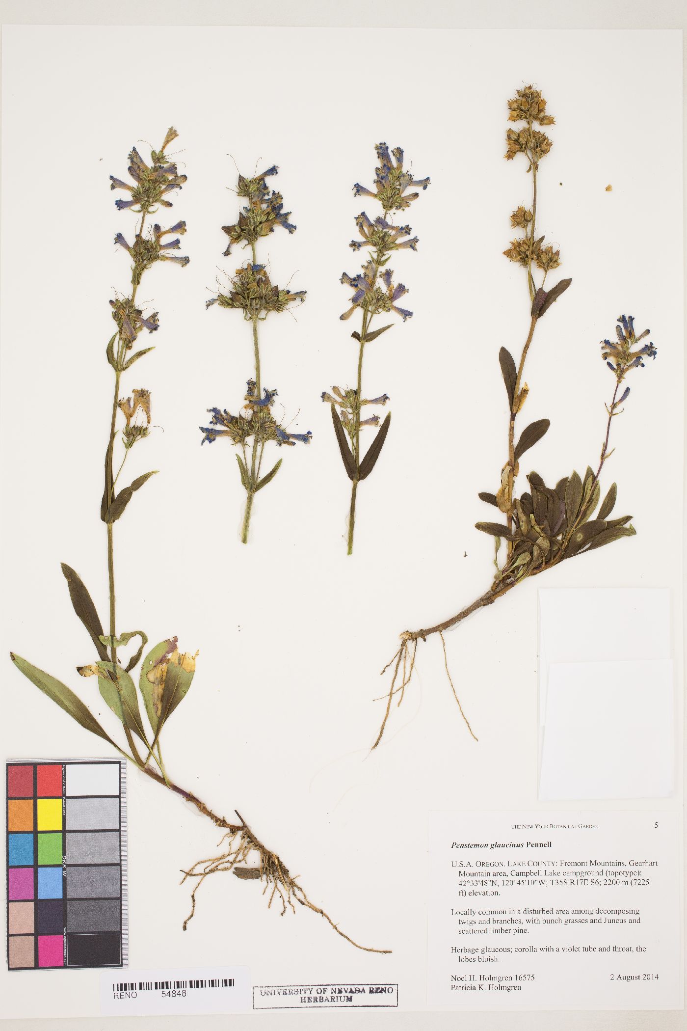 Penstemon glaucinus image