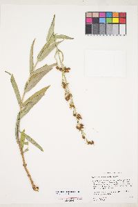 Penstemon venustus image