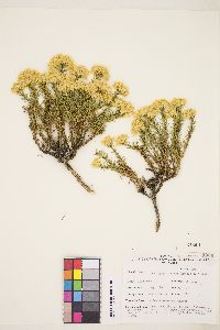 Ericameria nana image