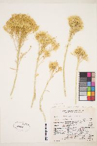 Ericameria nauseosa var. graveolens image