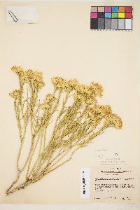 Ericameria nauseosa var. hololeuca image