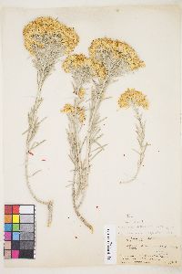 Ericameria nauseosa var. hololeuca image