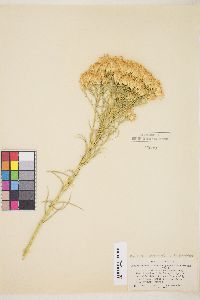 Ericameria nauseosa var. hololeuca image