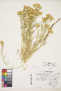 Ericameria nauseosa var. hololeuca image