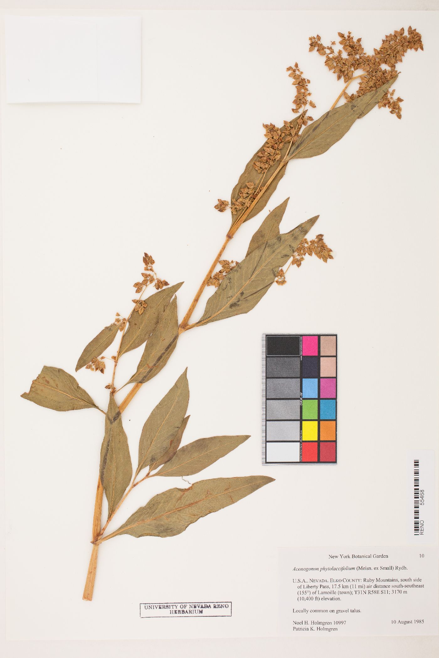 Aconogonum phytolaccifolium image