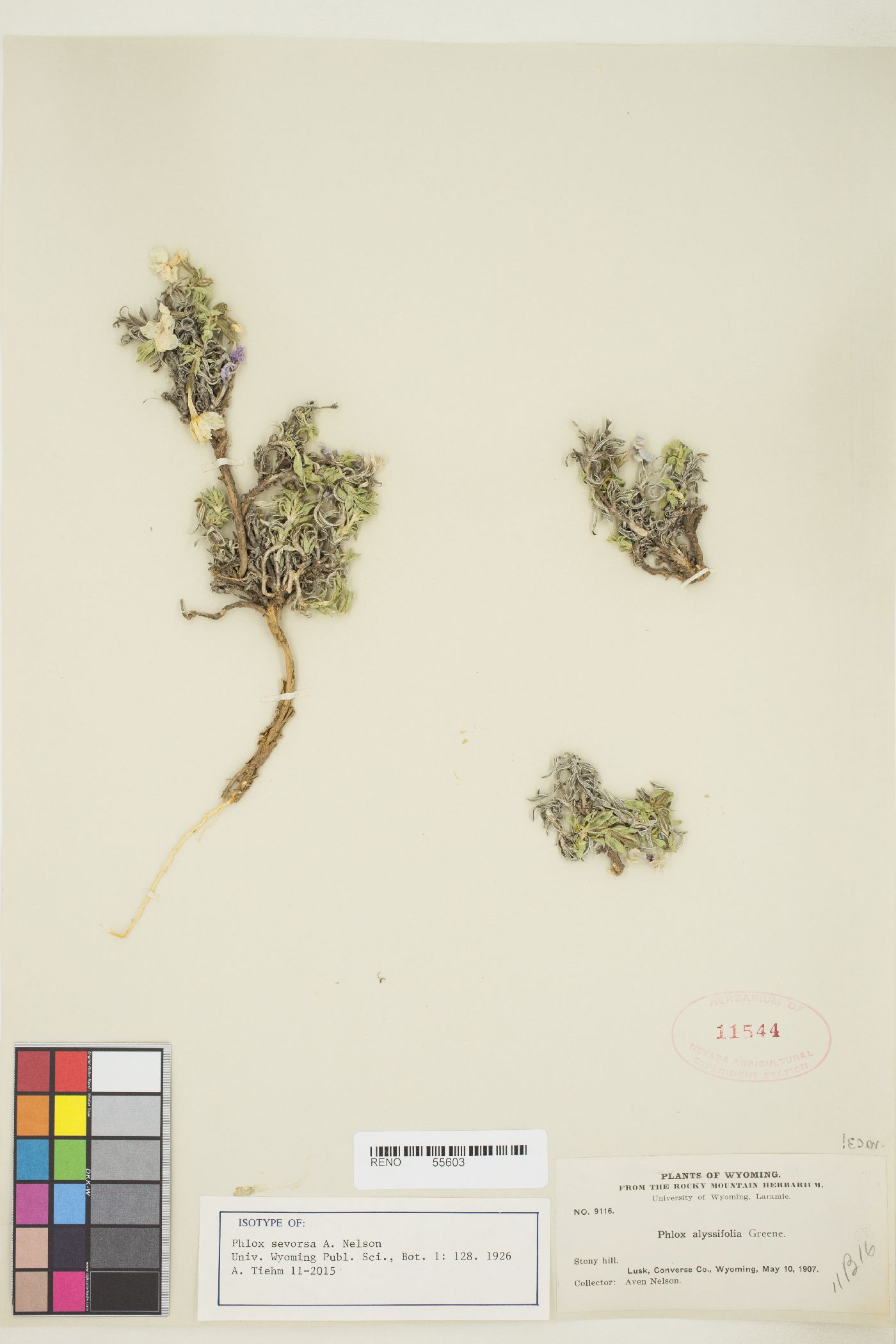 Phlox sevorsa image