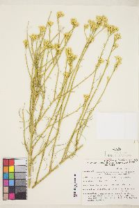 Ericameria nauseosa var. leiosperma image