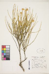 Ericameria nauseosa var. leiosperma image