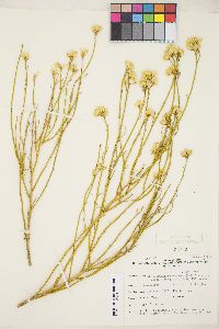 Ericameria nauseosa var. leiosperma image