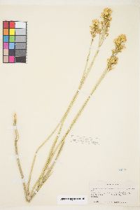 Ericameria nauseosa var. oreophila image