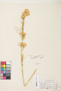 Ericameria nauseosa var. oreophila image