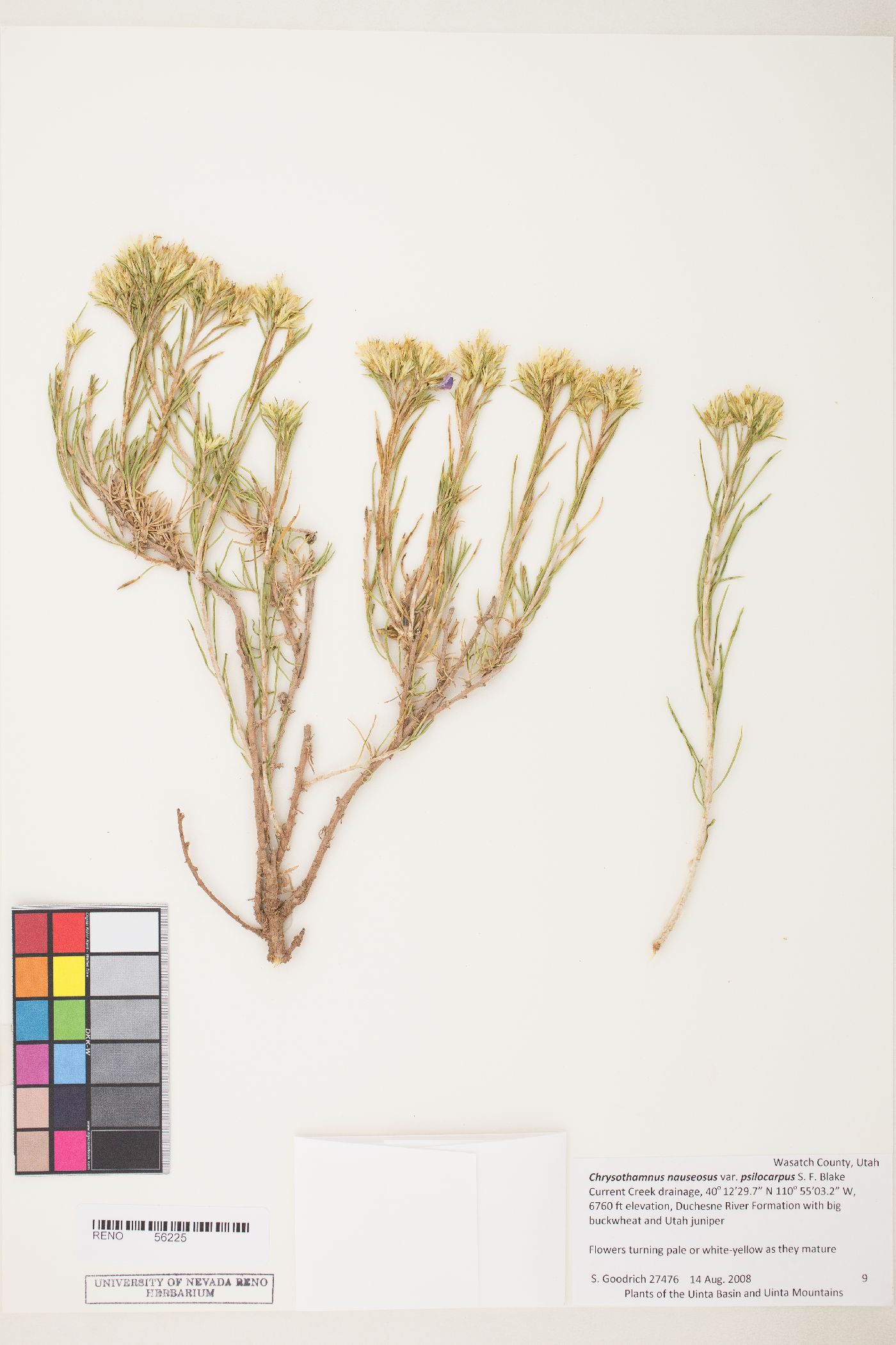 Ericameria nauseosa var. psilocarpa image