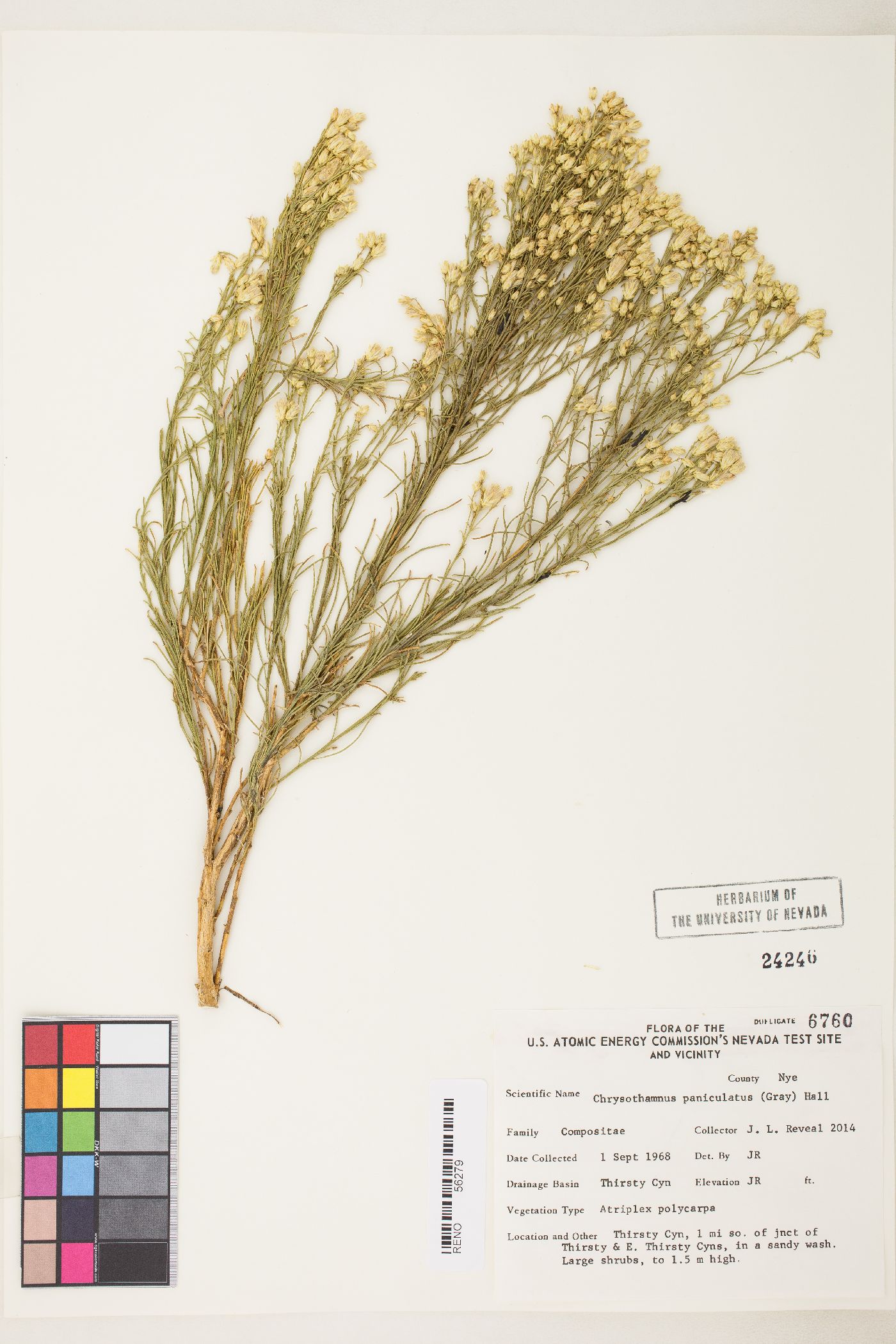 Ericameria paniculata image