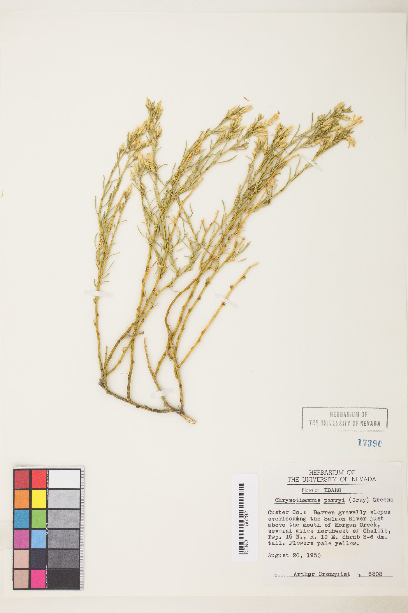 Ericameria parryi var. salmonensis image
