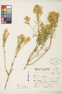 Ericameria parryi var. nevadensis image