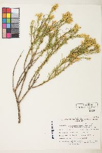 Ericameria parryi image