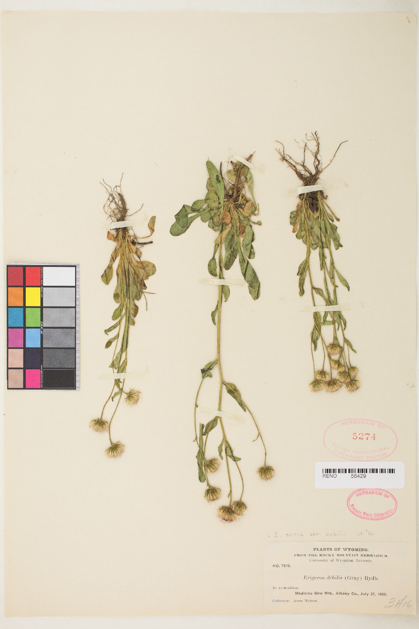 Erigeron acris image