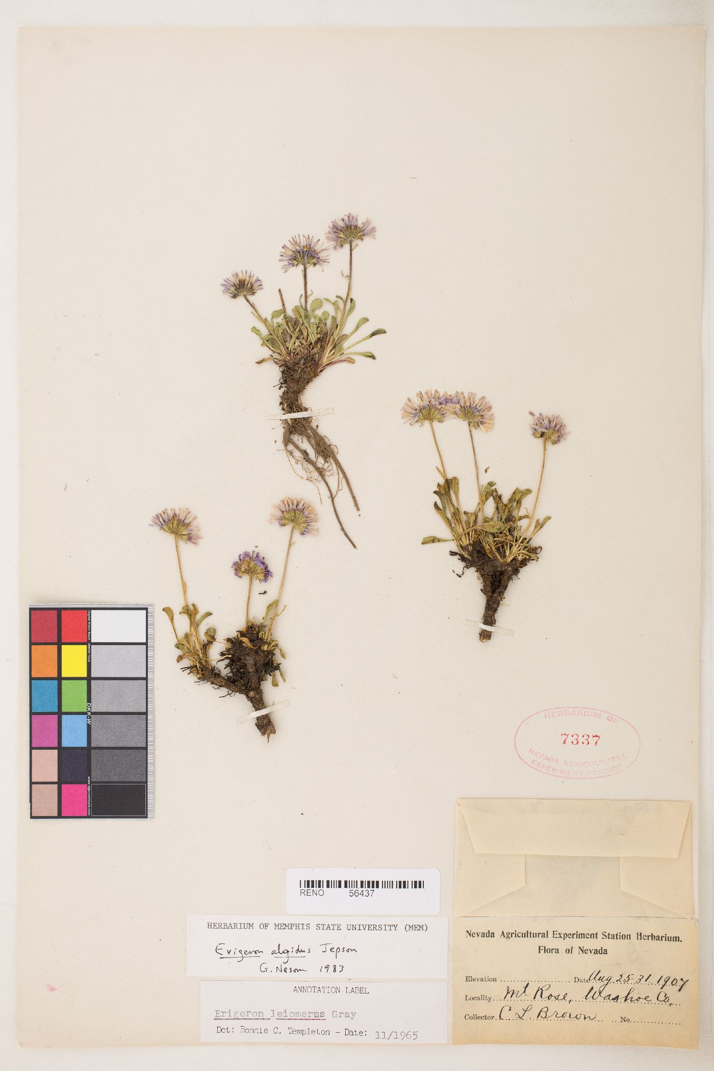 Erigeron algidus image