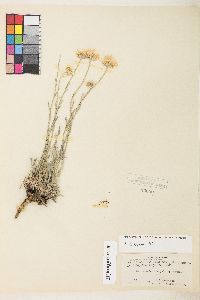 Erigeron argentatus image