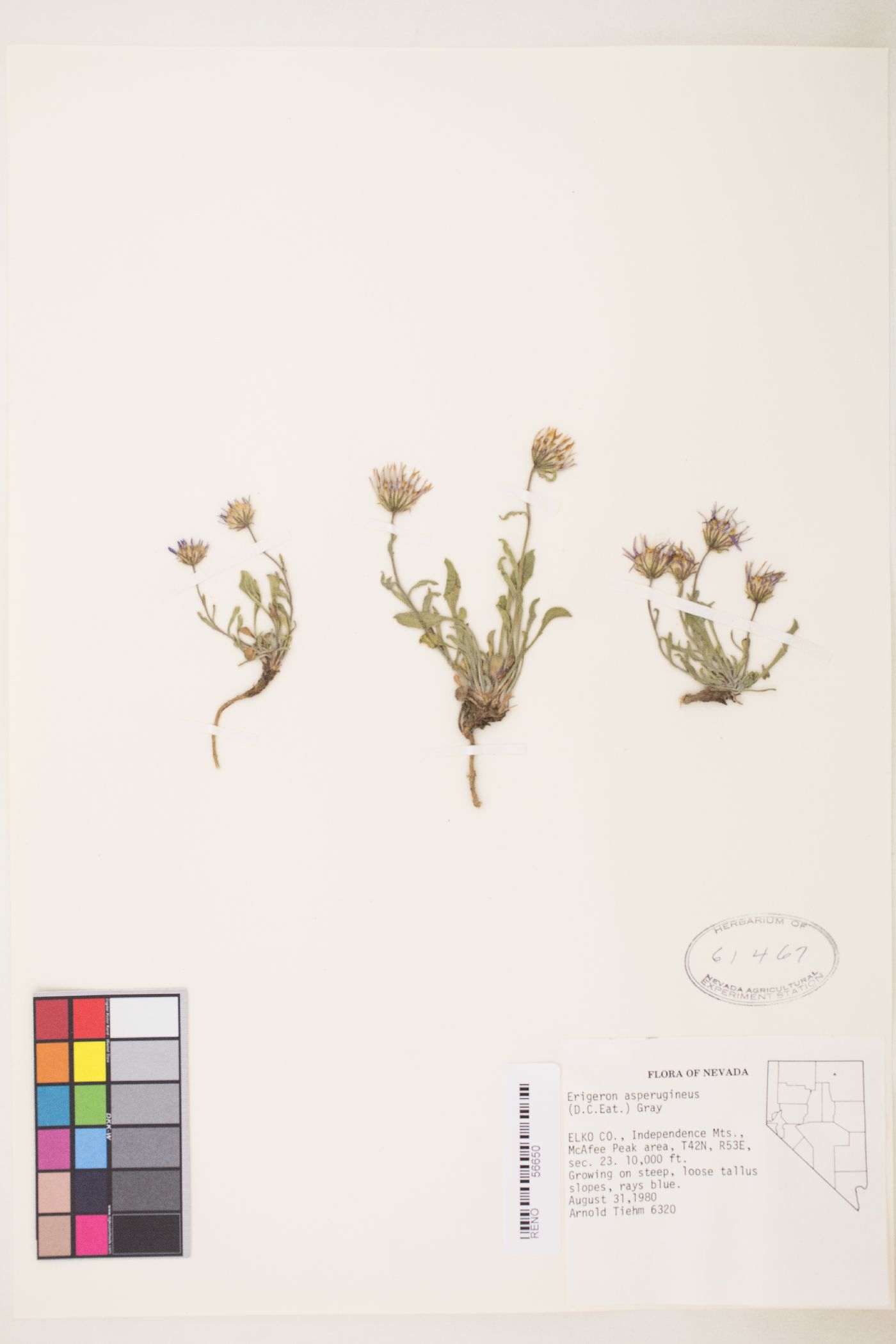 Erigeron asperugineus image