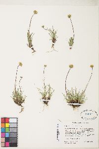 Erigeron bloomeri image