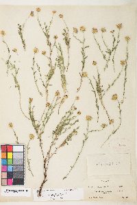 Erigeron breweri image