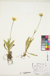 Arnica fulgens image