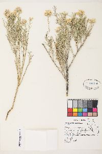 Lepidospartum latisquamum image