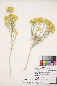 Ericameria nauseosa var. hololeuca image