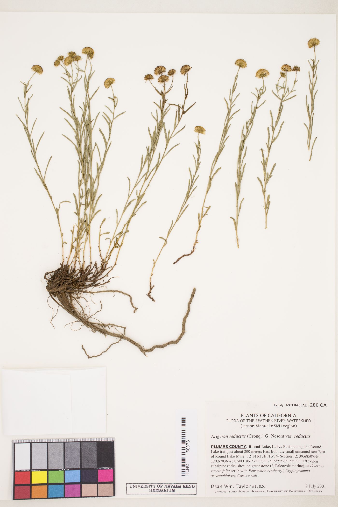 Erigeron reductus var. reductus image